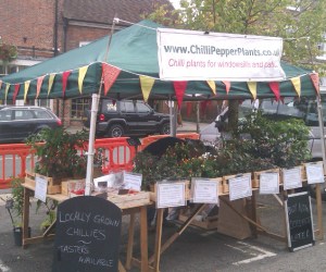 Chilli Pepper Plants